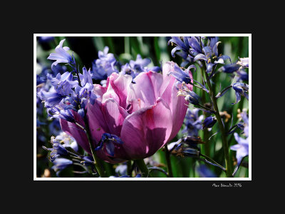 Purple tulip among hyacinths