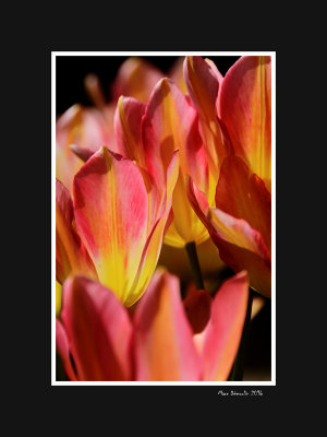 Yellow and pink tulips