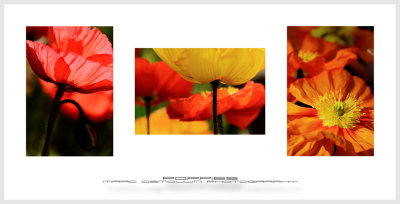 Poppies