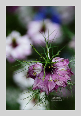 Love in a Mist 3