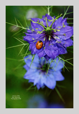 Love in a Mist 4