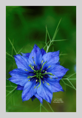 Love in a Mist 5