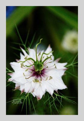 Love in a Mist 6