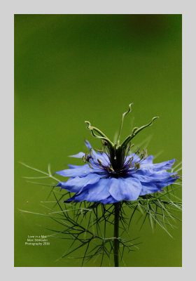 Love in a Mist 7