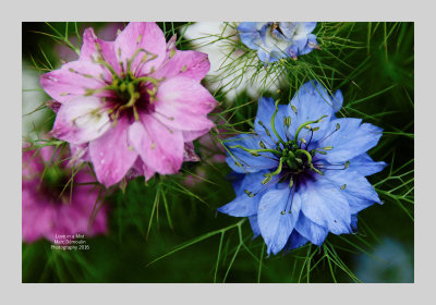Love in a Mist 8