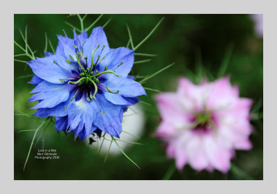 Love in a Mist 11