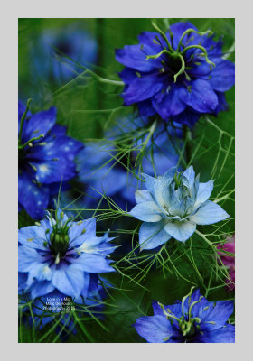 Love in a Mist 12