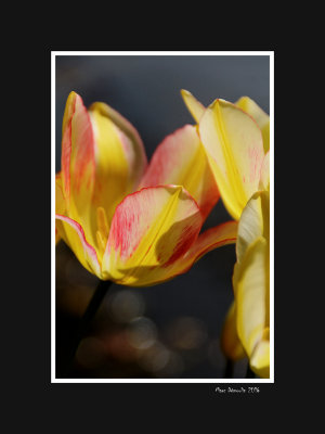 Yellow and pink tulips