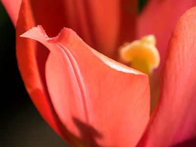 Red Tulip Closeup DSCF02124