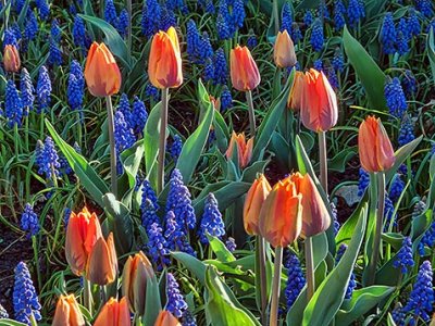 Tulips Among Bluebells DSCF02080