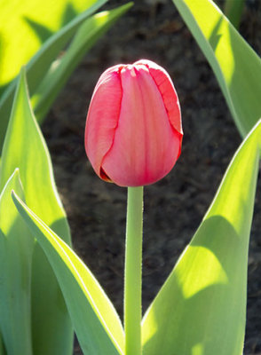 Framed Red Tulip DSCF02034