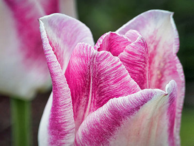 Pink & White Tulip DSCF02321