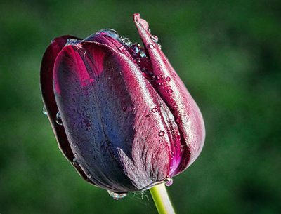 Wet Tulip 20130516