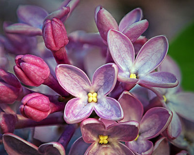 Lilac Closeup 20130517