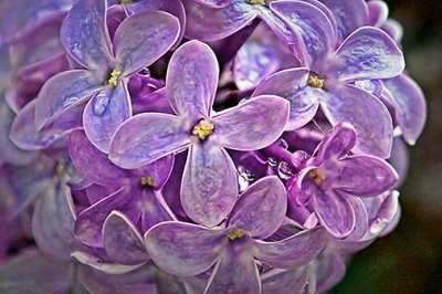 Lilac Closeup DSCF02848-9