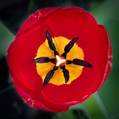First Tulip 2013 (DSCF01661-3)