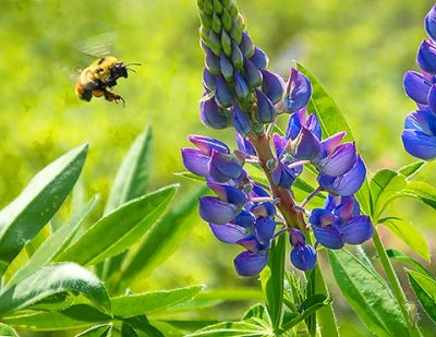 Bee Buzzing Around Lupin 20130530