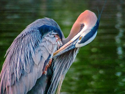 Heron Preening DSCF03194