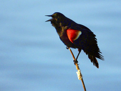 Red-winged Blackbird DSCF00620