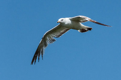 Gull In Flight DSCF03554