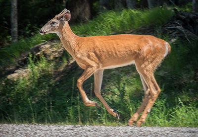 Deer On The Run DSCF03927