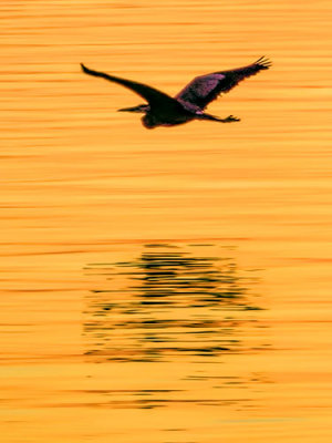 Heron In Flight At Sunrise DSCF04151