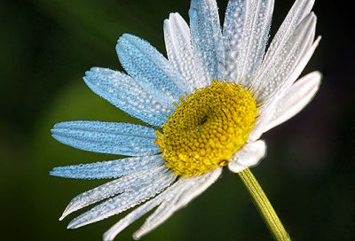 Dewy Daisy 20130620