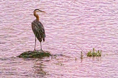 Heron In The River At Sunrise 20130627