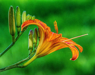 Daylily Profile DSCF05758