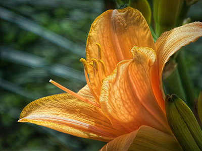 Daylily 20130717