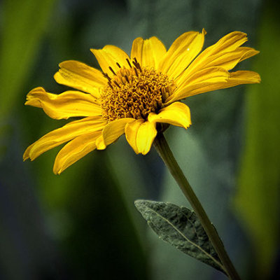 Yellow Flower 20130723