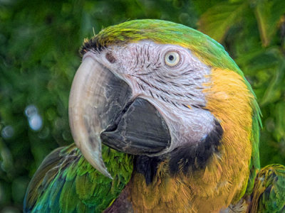 Macaw Closeup DSCF06741