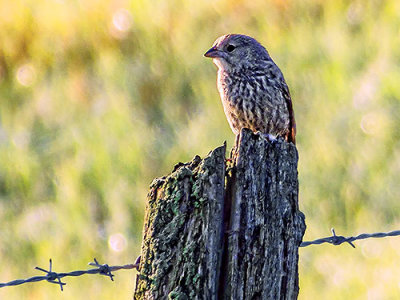 Bird On A Fence Post 20130730