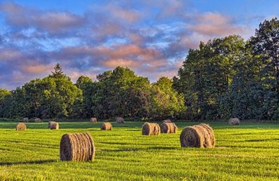 Early Morning Bales 20130804