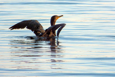Cormorant Taking Flight 20130817