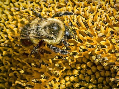 Bee On Sunflower Closeup DSCF08385