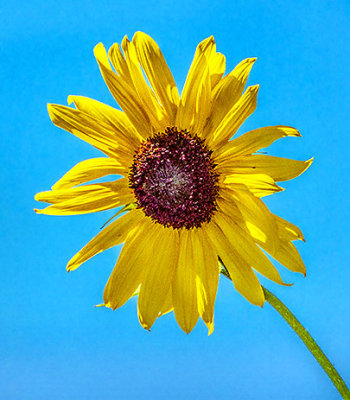 Sunflower DSCF08360