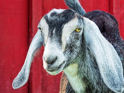 Lop-eared Goat DSCF08416