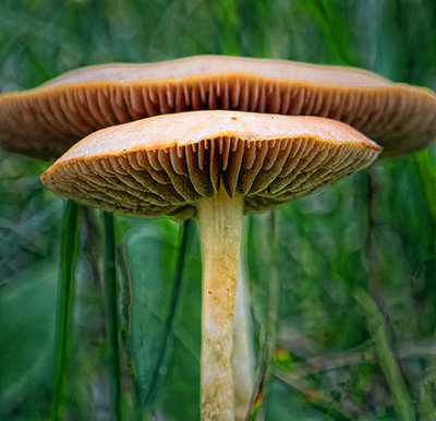 Mushrooms DSCF08865