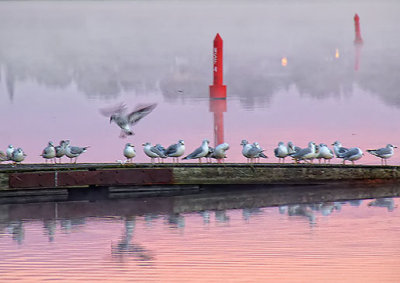 Dock Full o'Gulls 37152