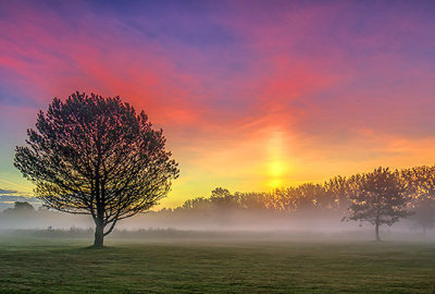 Trees & Solar Pillar 37227-30