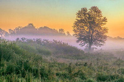 Lone Tree In Misty Sunrise 20130926