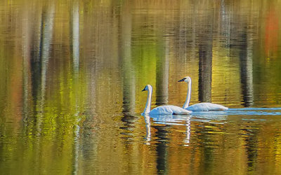 Two Swans Aswimming DSCF10151