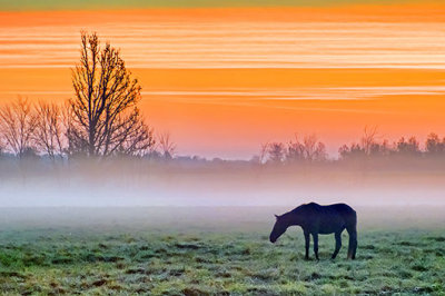 Horse In Misty Sunrise 20131013