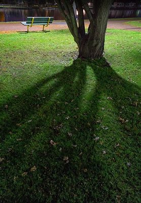 Tree Shadow 20131014