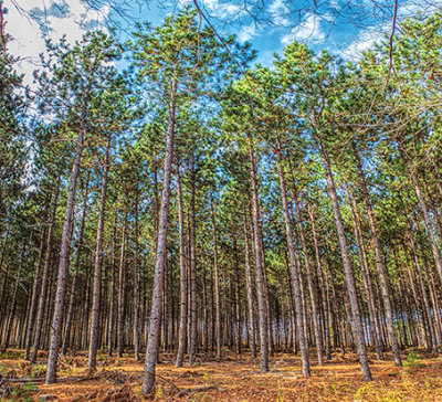 Pine Forest DSCF10526.9