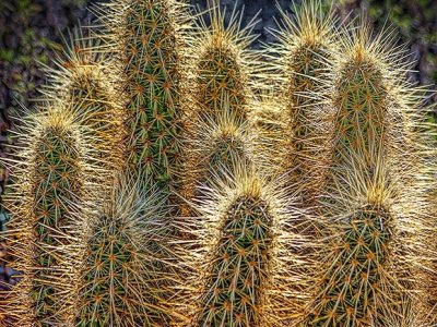 Cactus Spines 78398