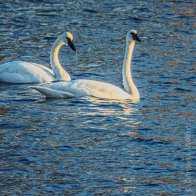 Two Swans Aswimming DSCF11544