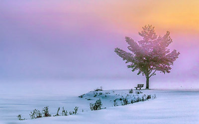 Bench & Tree In Winter Sunrise Fog 40900