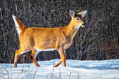 White-tailed Deer DSCF12578